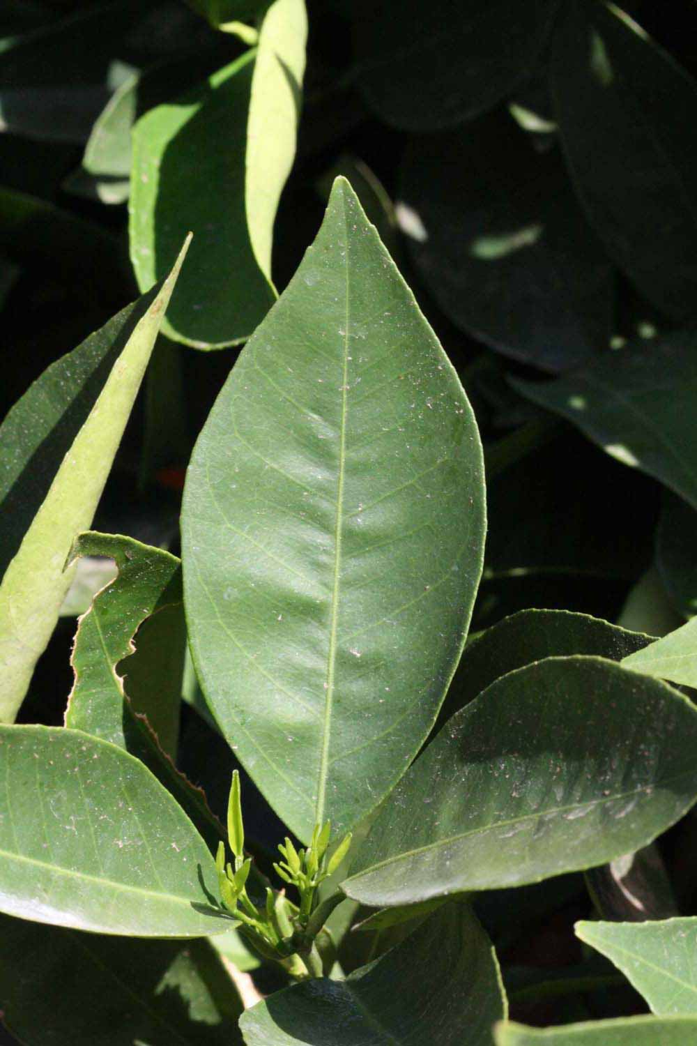              Unifoliolate leaf (Riverside, CA)       